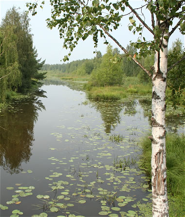 Vassinjoki